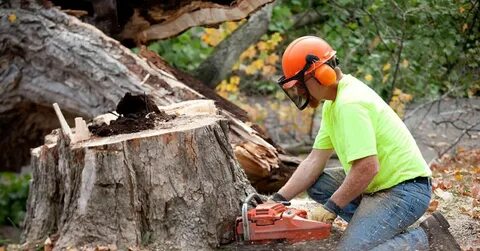 Tree Cutting Adelaide