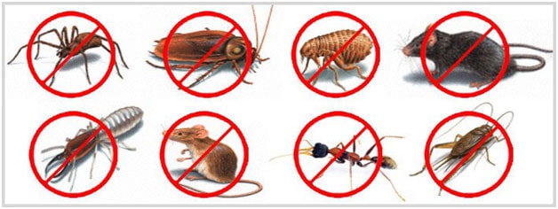 Why Should Commercial Property Require A Pest Control Service?