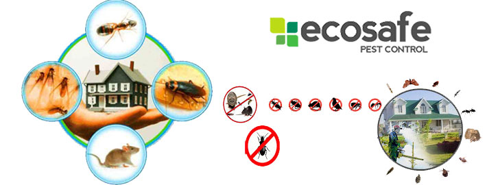 Why Is It Necessary To Hire Pest Control Services On A Timely Basis?