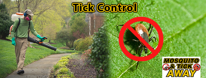 Do You Need Mosquito Control Service During Winters?