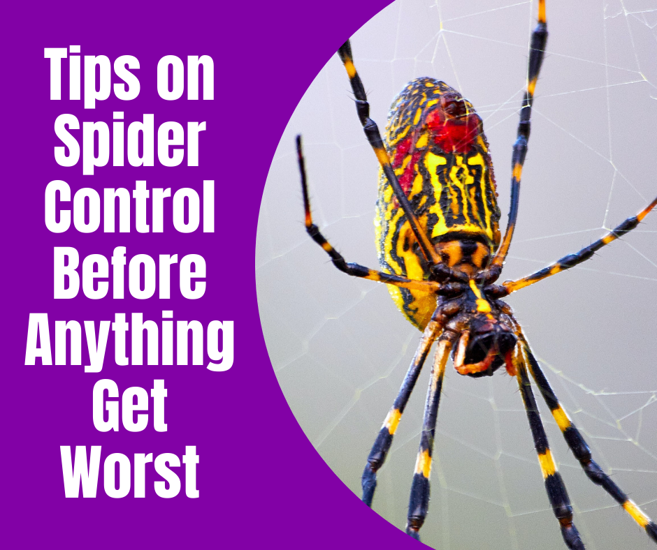 The 5 Remarkable Facts about Spiders Homeowners Need to Know