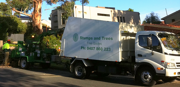 When Is the Correct Time to Seek Tree Removal Services?