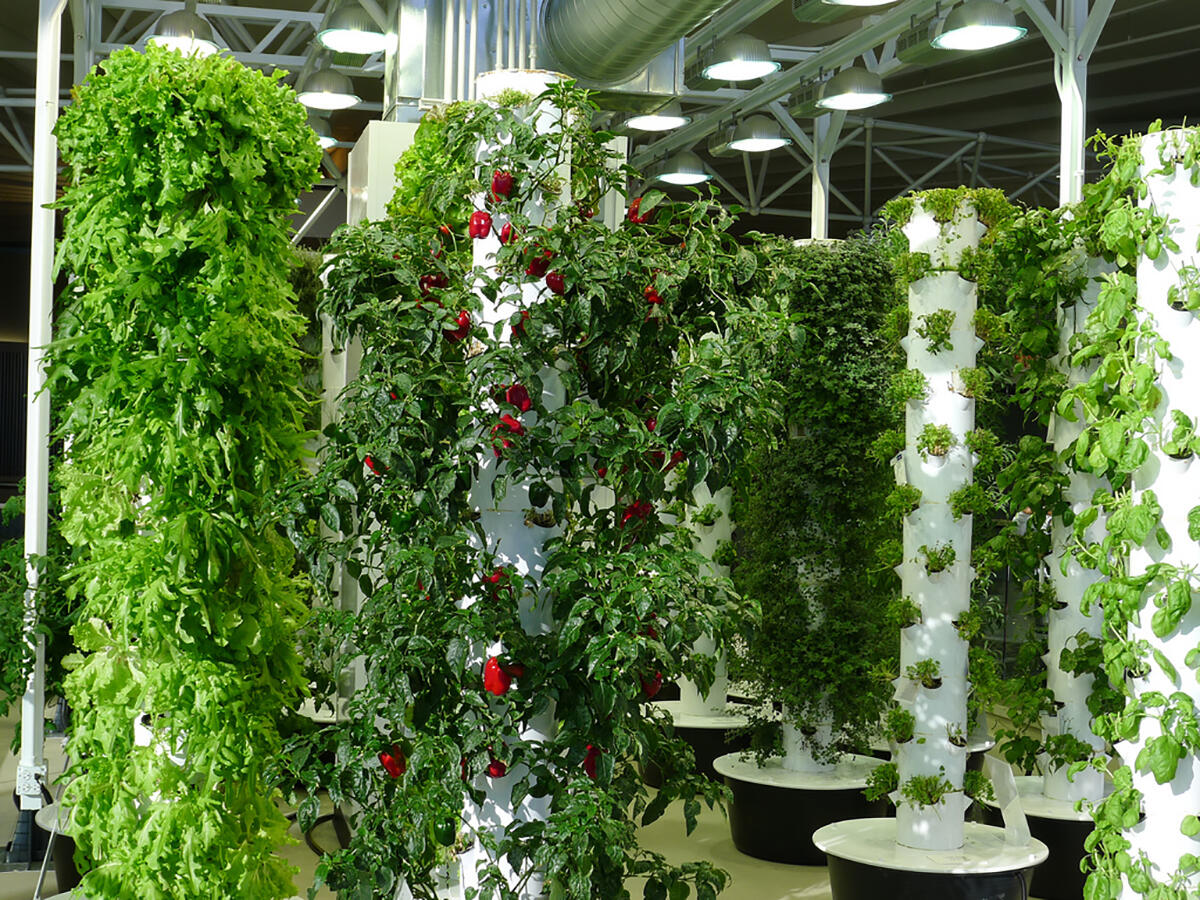 How Can Hydroponics Revolutionise Urban Farming in Today’s Life